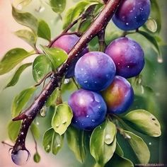 plums on a tree branch with water droplets