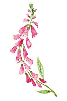 a watercolor painting of pink flowers with green leaves