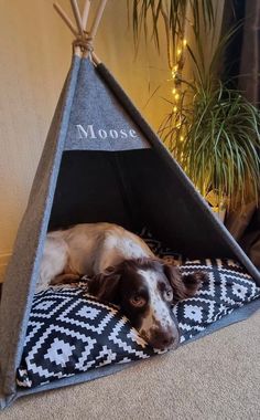 a brown and white dog laying in a teepee