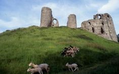 some animals are walking around in the grass near an old stone castle on top of a hill