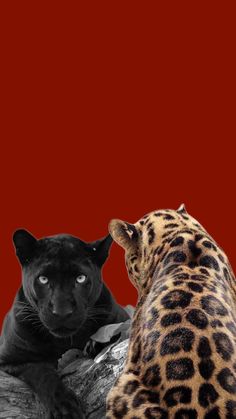 two black and one brown leopards are facing each other