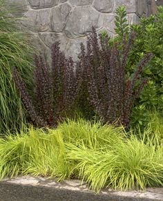 some very pretty plants in front of a stone wall