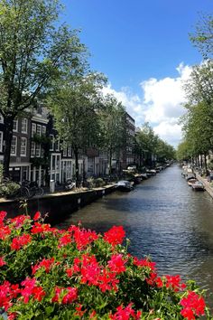 red flowers line the edge of a canal in europe, with houses lining both sides