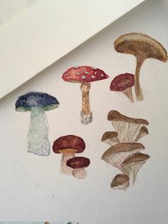 several different types of mushrooms painted on a wall with watercolors and pencils