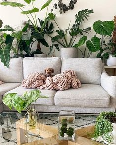 a living room filled with lots of plants next to a white couch and coffee table