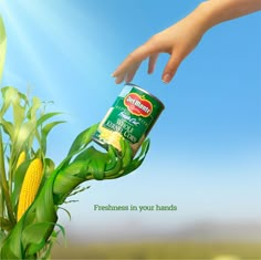 an advertisement for corn on the cob with a hand reaching out to pick it