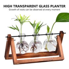 three glass vases with plants in them on a wooden stand that says, high transparent glass planter growth of roots can be observed at every moment