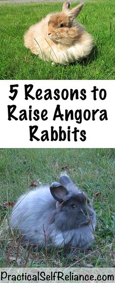 two rabbits in the grass with text that reads 5 reasons to raise angora rabbits