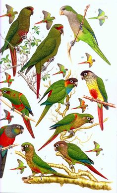 a group of colorful birds sitting on top of a tree branch next to each other