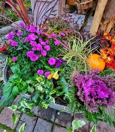 an assortment of colorful flowers in a garden