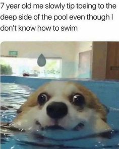 Chihuahua Meme, Funny Sports Memes, Funny Animal Jokes, Funny Animal Memes, Animal Jokes, Funny Animal Pictures, Really Funny Pictures, Dog Memes, Really Funny Memes