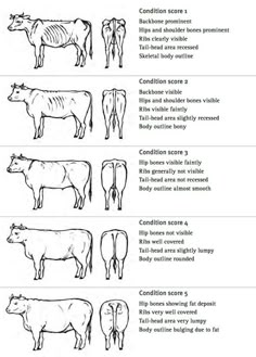 the diagram shows how cows are different from each other