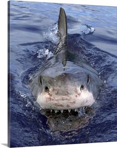 a great white shark with it's mouth open in the water