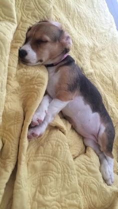 a small brown and white dog laying on top of a yellow bed cover covered in a blanket