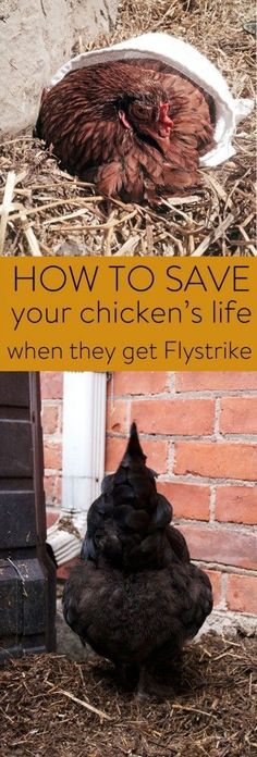 a chicken laying on the ground next to a brick wall with text overlay that reads, how to save your chickens life when they get fly strike