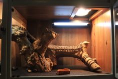 an animal in a display case with other animals