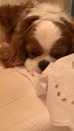 a brown and white dog laying on top of a bed next to some sheets with holes in them