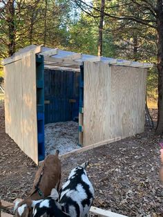 two goats standing in front of a wooden structure