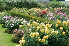 a garden filled with lots of flowers next to a lush green hedge covered in pink and yellow roses