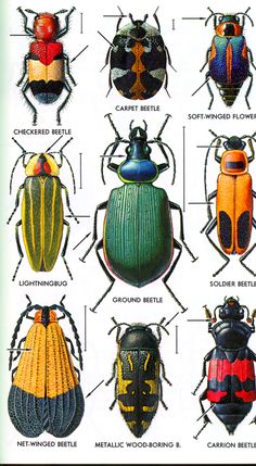 the different types of bugs are shown in this image, including one beetle and two other beetles