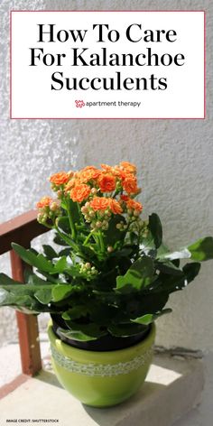 an orange flower in a green pot with the title how to care for kalanchoe succulents