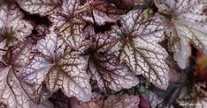 some purple and white leaves are growing together