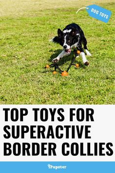 a black and white dog chasing an orange ball in the grass with text overlay top toys for super active border collies