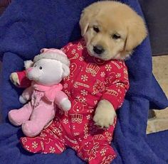 a puppy is laying down next to a stuffed animal