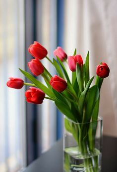 red tulips in a glass vase on a table