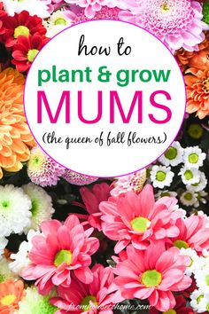 colorful flowers with the words how to plant and grow mums on top of them