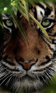 a close up of a tiger's face with grass in the foreground and green eyes