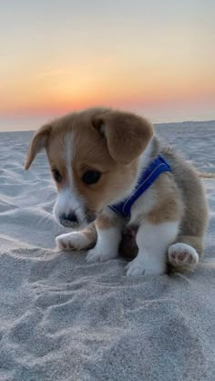 a small brown and white dog laying in the sand