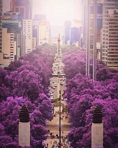 purple trees in the middle of a city with tall buildings and people walking down it