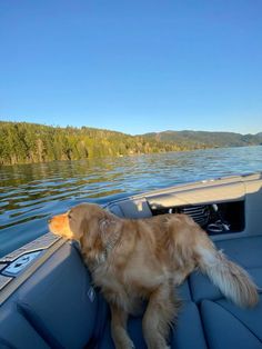 a brown dog sitting on the back of a boat