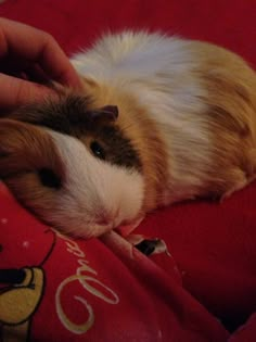 a brown and white guinea pig laying on top of a red blanket next to someone's hand