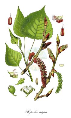 an illustration of leaves and flowers on a white background