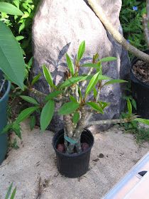 a small potted plant in front of a rock and some other plants on the ground