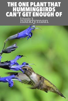 a hummingbird flying towards a blue flower with the words, the one plant that hummingbirds can't get enough of