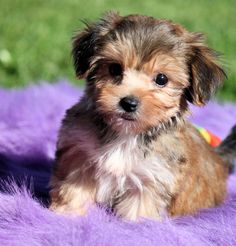 a small dog sitting on top of a purple blanket