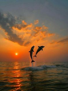 two dolphins jumping out of the water at sunset