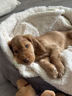 a brown puppy laying on top of a dog bed