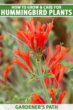 red flowers with green leaves in the background