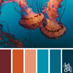 two jellyfishs floating in the water with color swatches