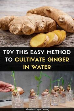 the process of growing ginger in water is shown with text that reads try this easy method to cultivate ginger in water