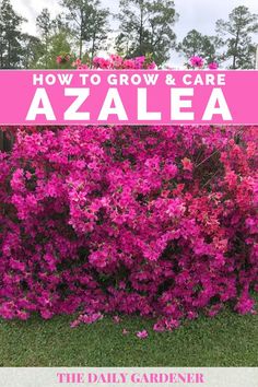 purple azalea flowers growing in the grass with text overlay how to grow and care for azalea