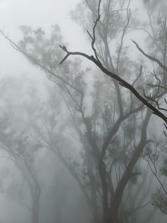 trees in the fog with no leaves on them