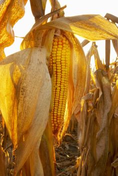 the sun shines on an ear of corn