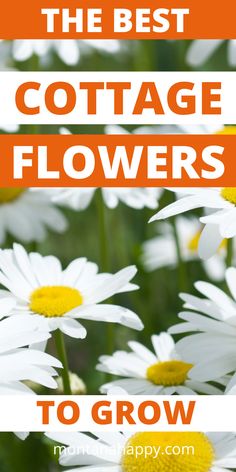 Close-up of daisies in a garden. Flower Garden Inspiration, Cottage Flower Garden, Garden Ideas Flower, Garden Cottagecore, Cottage Garden Flowers, Easiest Flowers To Grow, Cottagecore Flowers, Flowers To Grow, Country Cottage Garden