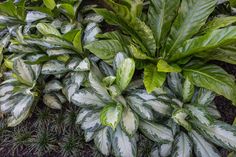 some green and white plants in the grass