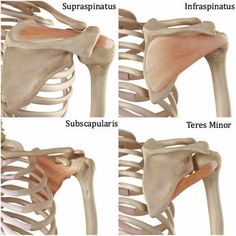 Rotator Cuff Injury Exercises, Punkty Spustowe, Shoulder Rehab Exercises, Shoulder Anatomy, Rotator Cuff Exercises, Shoulder Pain Exercises, Neck And Shoulder Exercises, Shoulder Rehab, Rotator Cuff Tear